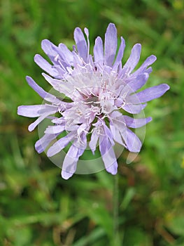 Field Scabious