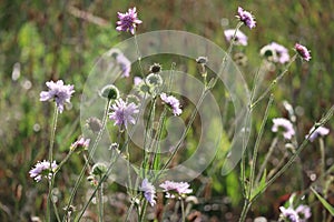 Field scabious in Backlight