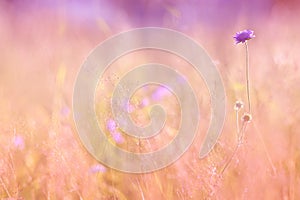 Field scabious blooming in the meadow