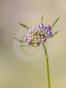 Field scabious blurred brown background