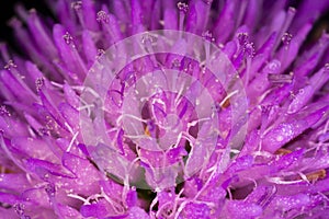 Field Scabious Flower