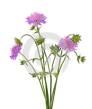 Field Scabious Flower isolated on white background. Knautia arvensis. Beautiful blooming bouquet