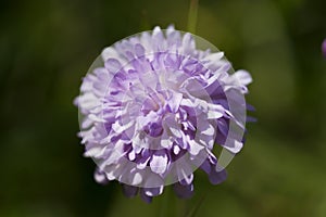 Field Scabious