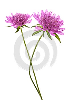 Field scabious flowers