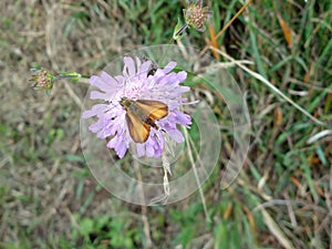 Field Scabious - Knautia arvensis and Essex Skipper Butterfly - Thymelicus lineola