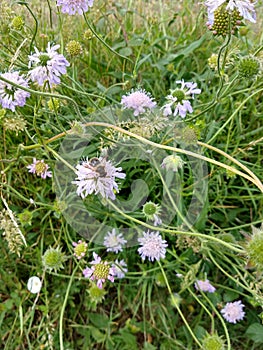 Field Scabious - Knautia arvensis, Fritton, Norfolk, England, UK