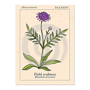 Field scabious Knautia arvensis , medicinal plant