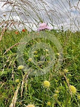 Field Scabious - Knautia arvensis, Norfolk, England, UK