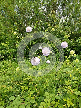 Field Scabious - Knautia arvensis, Norfolk, England, UK