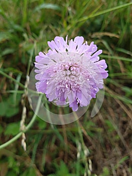 Field Scabious - Knautia arvensis, Norfolk, England, UK