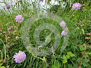 Field Scabious - Knautia arvensis, Norfolk, England, UK