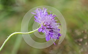 Field scabious, Knautia arvensis, one flower with green soft background