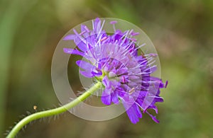 Field scabious, Knautia arvensis, one flower with green soft background