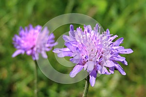 Field scabious Knautia arvensis violet flower on a meadow