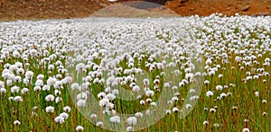Field of Scheuchzer`s Cottongrass, Hrafnafifa, Iceland photo