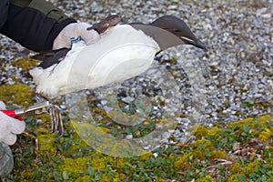 Field scientific research. Ornithology photo