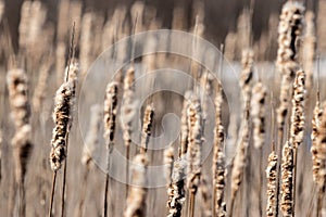 Field of scirpus plants