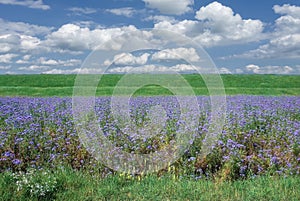 field with scorpionweed resp.Phacelia tanacetifolia,Rhineland,Germany photo