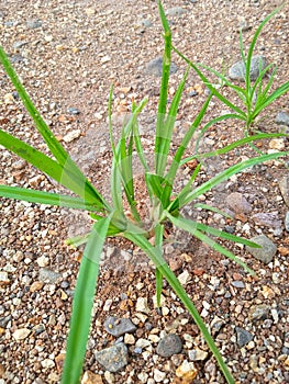 Field sedge or Cyperus rotundus