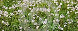 Field of seeded dandelion head at the yellow dandelion meadow
