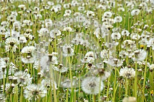 Field of seeding dandelions