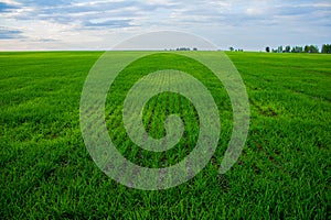 Field with seedlings of wheat against the blue sky. Beautiful agricultural field with lush spring greenery in clear