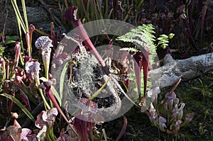 Field with several varieties of sarracenia pitcher plants