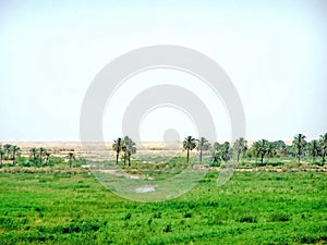 Field by the Shatt al-Arab River in Basra photo