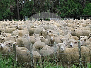 Field of sheep