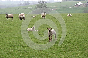 A field of sheep during lambing season in the UK