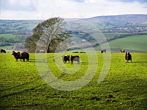 Field and Sheep with Pendle Hill in the background in Lancashirewithand