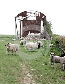 A field of sheep in rural Oxfordshire in the UK