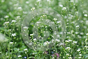 Field of the shepherd`s purse plant - Capsella bursa-pastoris