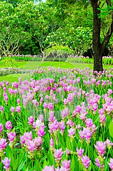 Field of Siam Tulip