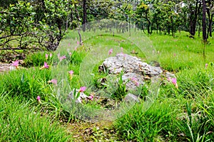 Field of siam tulip