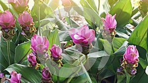 Field of Siam tulip, Beautiful pink flowers