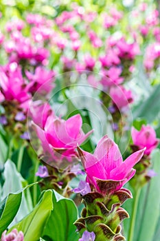 Field of Siam tulip flowers blooming in the nature garden.