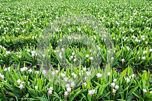 Field of siam tulip flowers, Thailand