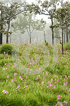 Field of Siam Tulips in the morning mist