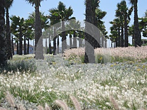 Field with sift in corniche essaouira photo