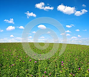 Field with Silybum marianum