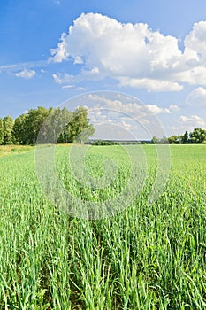 Field and sky