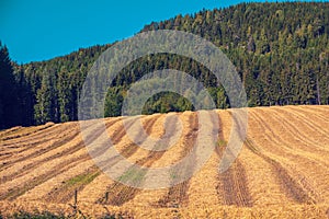 Field of sloping wheat against the mountain