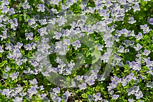 Field of smal violet blooming flowers in a sunndy day. Blossoming meadow