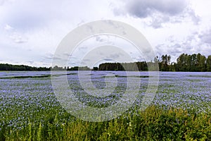 a field of small and blue flowers with green grass and blue sky