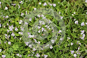 Field of Small Wildflowers in East Texas