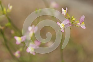 Field of Small Wildflowers in East Texas With Insects