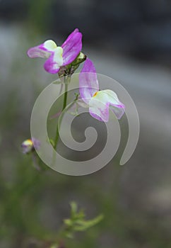 Field of Small Wildflowers in East Texas With Insects