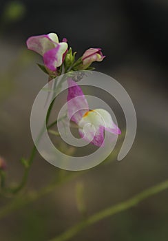 Field of Small Wildflowers in East Texas With Insects