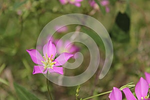 Field of Small Wildflowers in East Texas